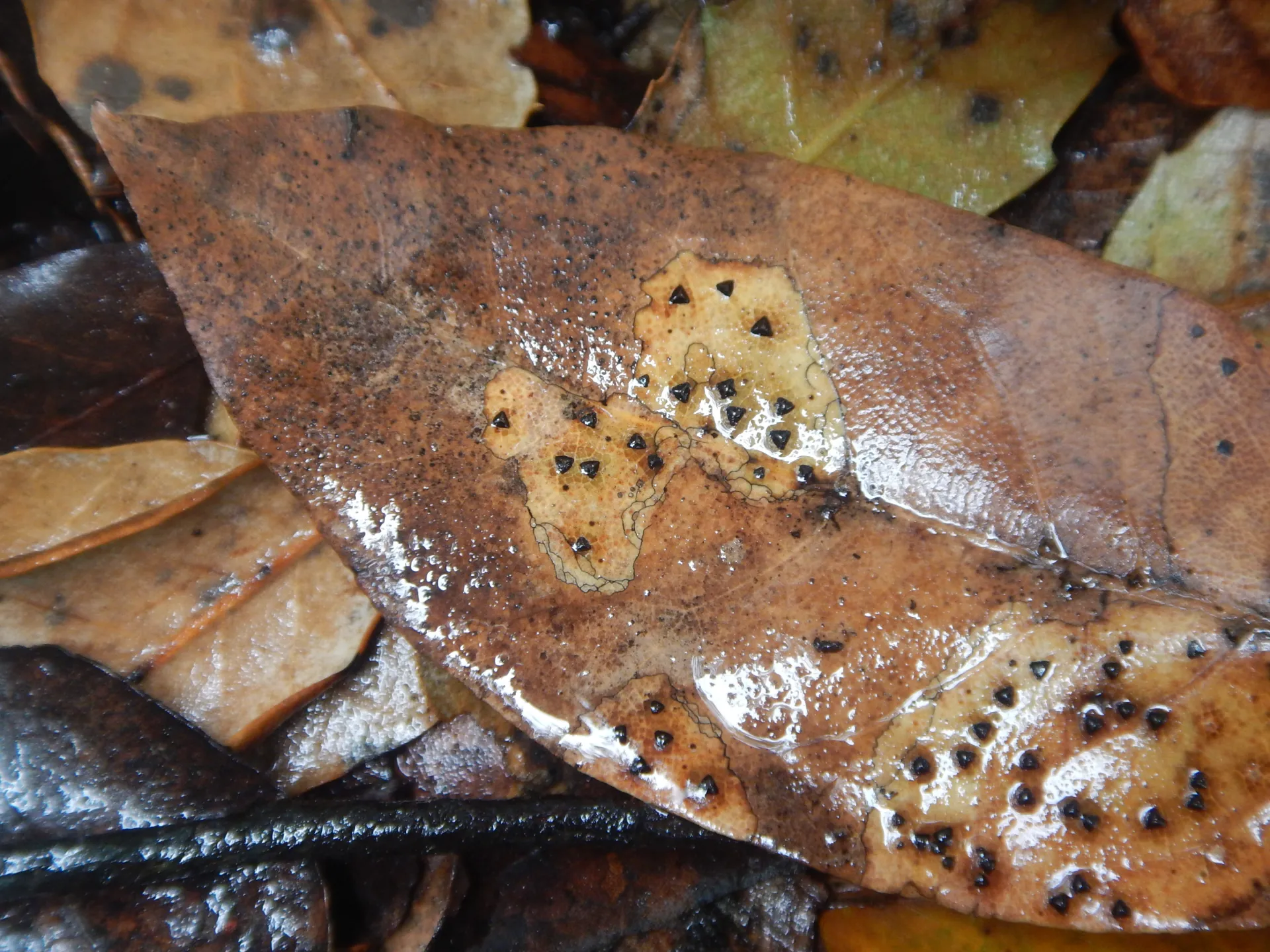 Coccomyces delta, (3)